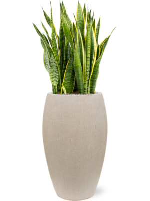 Sansevieria trifasciata 'Laurentii' en Baq Raindrop
