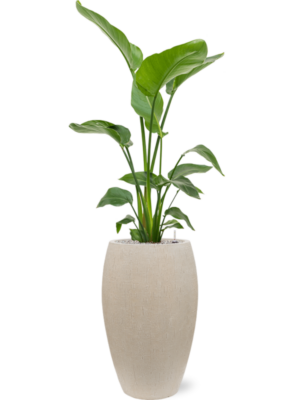 Strelitzia nicolai en Baq Raindrop