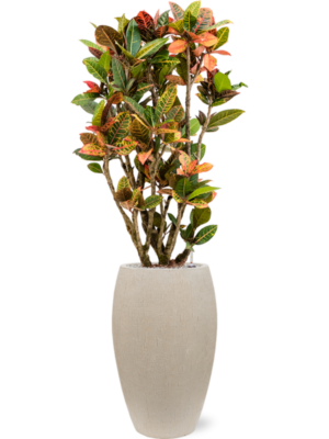 Croton (Codiaeum) variegatum 'Petra' en Baq Raindrop