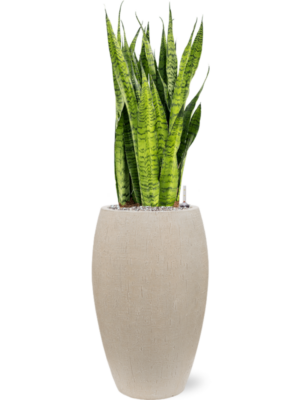 Sansevieria zeylanica en Baq Raindrop