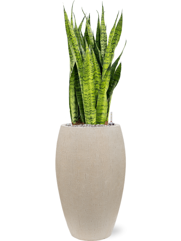 Sansevieria zeylanica en Baq Raindrop