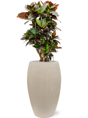 Croton (Codiaeum) variegatum 'Petra' en Baq Raindrop