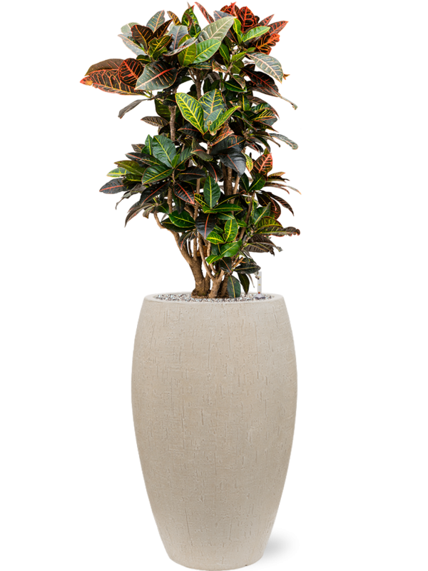 Croton (Codiaeum) variegatum 'Petra' en Baq Raindrop
