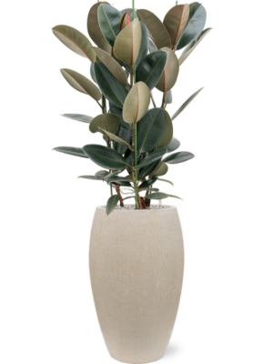 Ficus elastica 'Abidjan' en Baq Raindrop