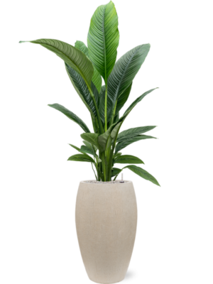 Spathiphyllum 'Sensation' en Baq Raindrop