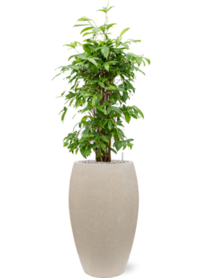 Dracaena surculosa en Baq Raindrop