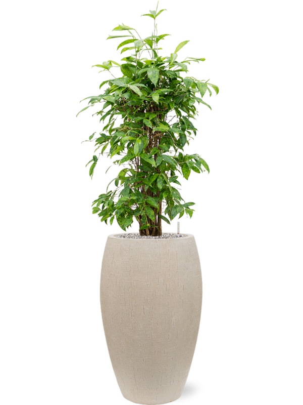 Dracaena surculosa en Baq Raindrop