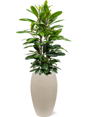 Ficus cyathistipula en Baq Raindrop