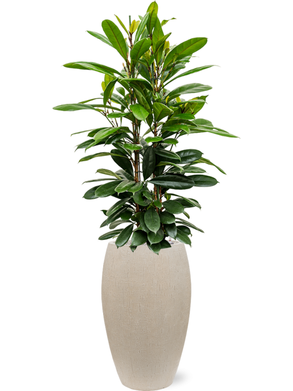 Ficus cyathistipula en Baq Raindrop