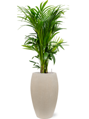 Kentia (Howea) forsteriana en Baq Raindrop