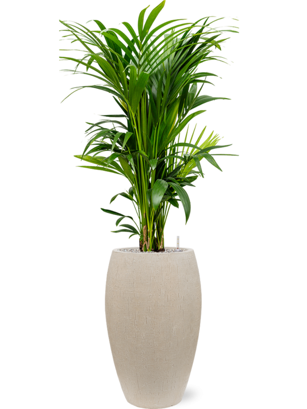 Kentia (Howea) forsteriana en Baq Raindrop