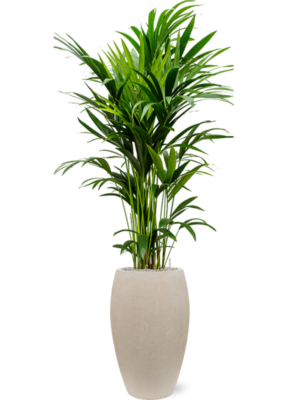 Kentia (Howea) forsteriana en Baq Raindrop