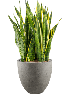 Sansevieria trifasciata 'Laurentii' en Grigio