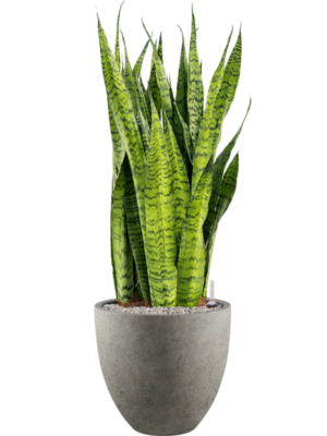 Sansevieria zeylanica en Grigio