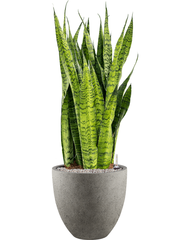 Sansevieria zeylanica en Grigio, Luca Lifestyle