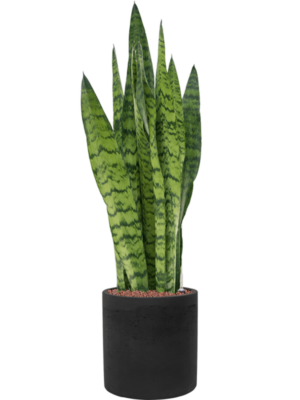 Sansevieria zeylanica en Rough