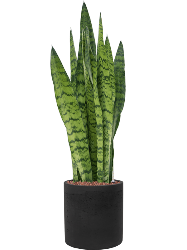 Sansevieria zeylanica en Rough, Pottery Pots