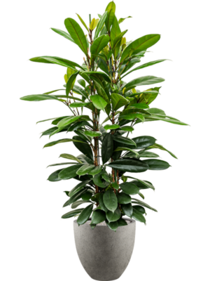 Ficus cyathistipula en Grigio