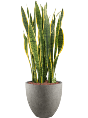 Sansevieria trifasciata 'Laurentii' en Grigio