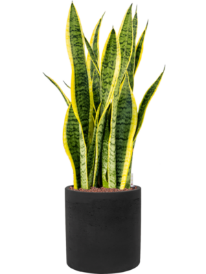 Sansevieria trifasciata 'Laurentii' en Rough