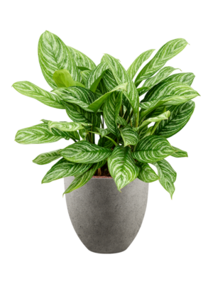 Aglaonema 'Stripes' en Grigio