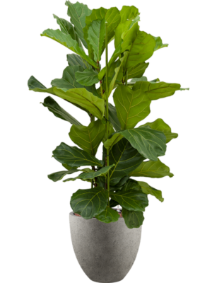 Ficus lyrata en Grigio