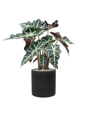 Alocasia 'Polly' en Rough