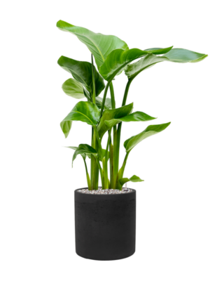 Strelitzia nicolai en Rough