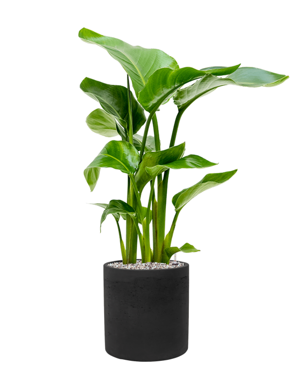 Strelitzia nicolai en Rough, Pottery Pots