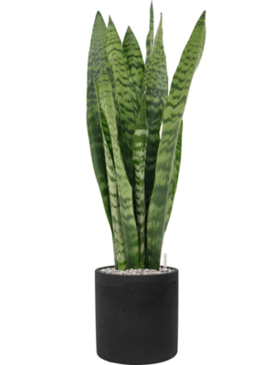 Sansevieria zeylanica en Rough