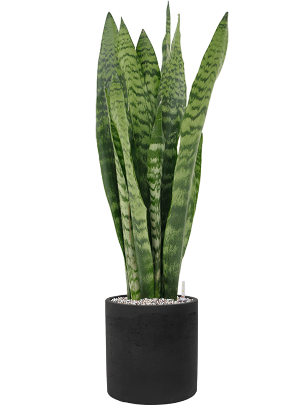Sansevieria zeylanica en Rough, Pottery Pots