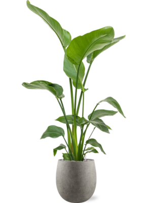 Strelitzia nicolai en Grigio