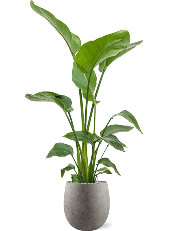 Strelitzia nicolai en Grigio, Luca Lifestyle