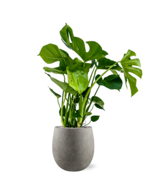 Monstera deliciosa en Grigio