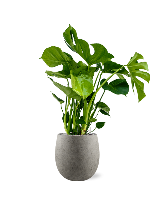 Monstera deliciosa en Grigio, Luca Lifestyle