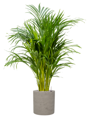 Dypsis (Areca) lutescens en Rough