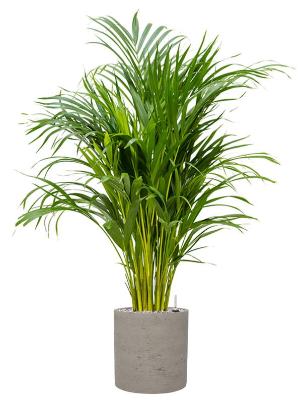 Dypsis (Areca) lutescens en Rough, Pottery Pots