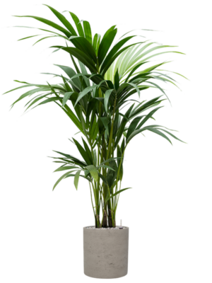 Kentia (Howea) forsteriana en Rough