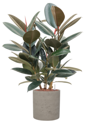 Ficus elastica 'Abidjan' en Rough