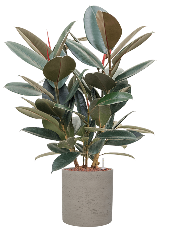 Ficus elastica 'Abidjan' en Rough, Pottery Pots