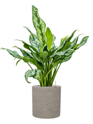 Aglaonema 'Miss Julliete' en Rough