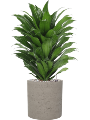 Dracaena fragrans 'Compacta' en Rough