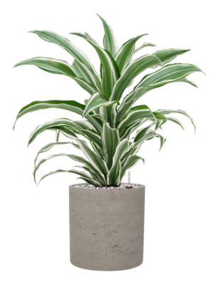 Dracaena fragrans 'White Jewel' en Rough