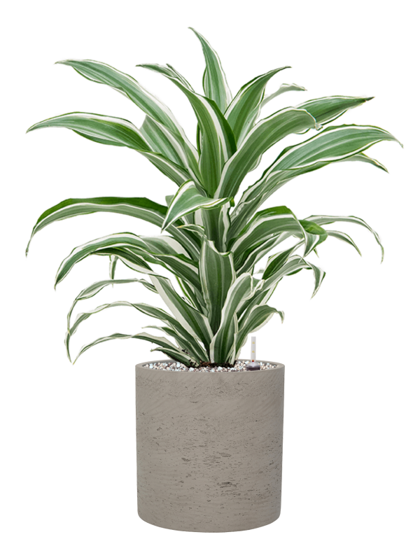 Dracaena fragrans 'White Jewel' en Rough, Pottery Pots