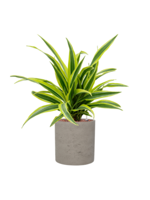 Dracaena fragrans 'Lemon Lime' en Rough