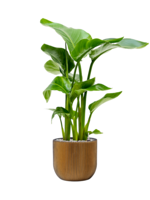 Strelitzia nicolai en Capi Nature Groove