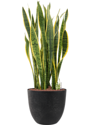 Sansevieria trifasciata 'Laurentii' en Artstone