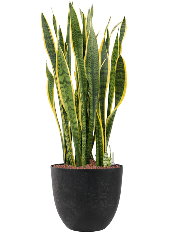 Sansevieria trifasciata 'Laurentii' en Artstone