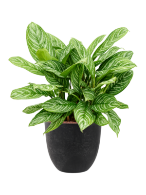 Aglaonema 'Stripes' en Artstone
