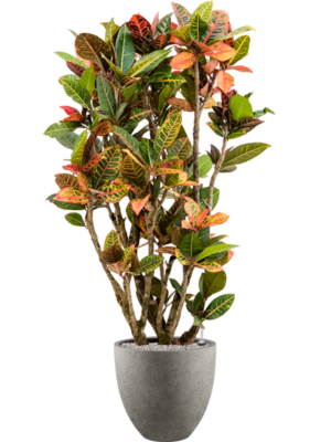 Croton (Codiaeum) variegatum 'Petra' en Grigio